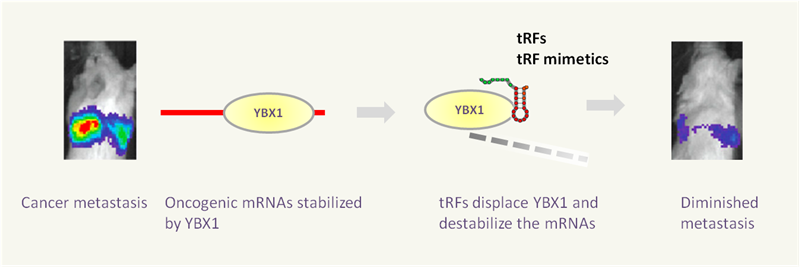 tRF___tiRNA_Small_noncoding_RNAs_03