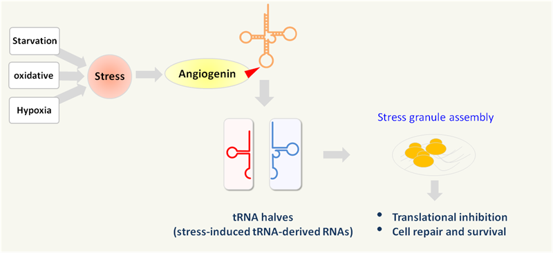 tRF___tiRNA_Small_noncoding_RNAs_04