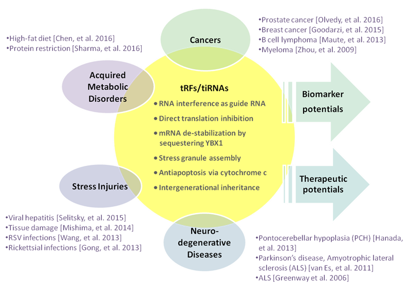 tRF___tiRNA_Small_noncoding_RNAs_05