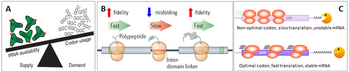 tRNA_fig2
