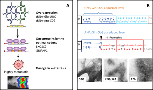 tRNA_fig3