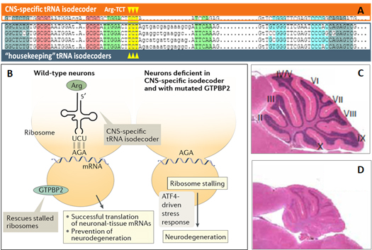 tRNA_fig4