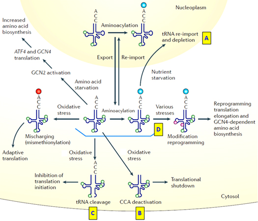tRNA_fig5