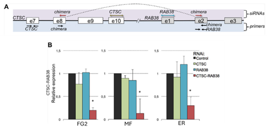 Chimera_RNA_Analysis