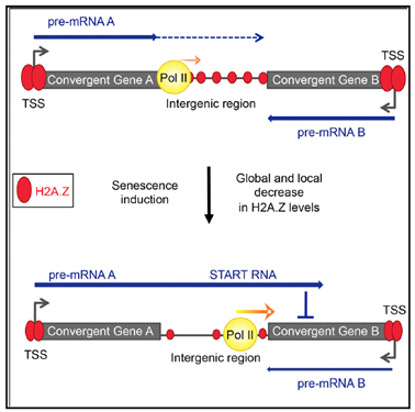 Epigenetic_and_Epitranscriptomic_Regulation-11