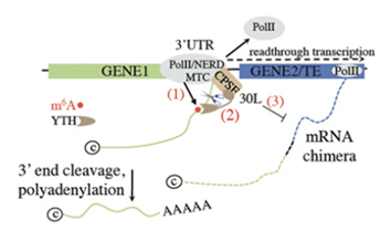 Epigenetic_and_Epitranscriptomic_Regulation-21