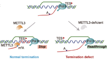 Epigenetic_and_Epitranscriptomic_Regulation-31