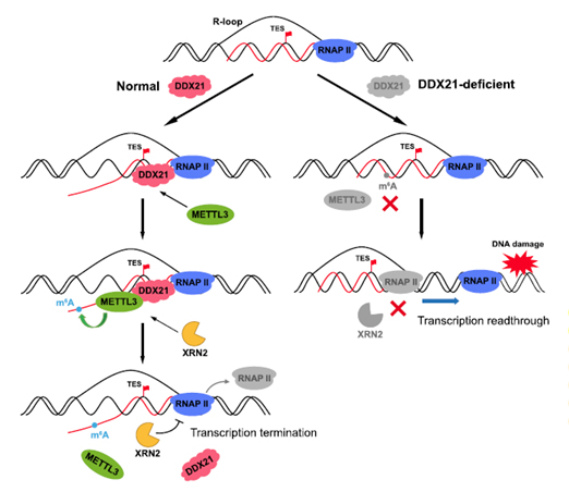 Epigenetic_and_Epitranscriptomic_Regulation-41