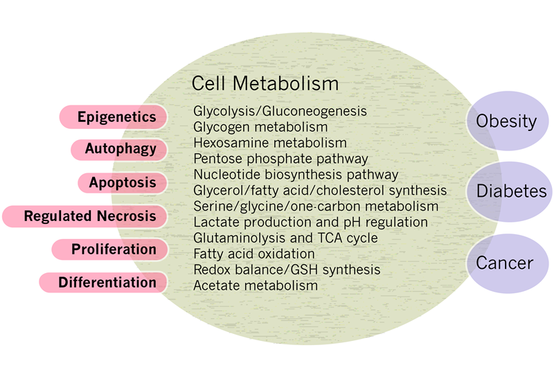 Figure_1_schematic_of_cell_metabolism