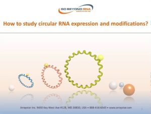 How to Study Circular RNA Expression and Modifications