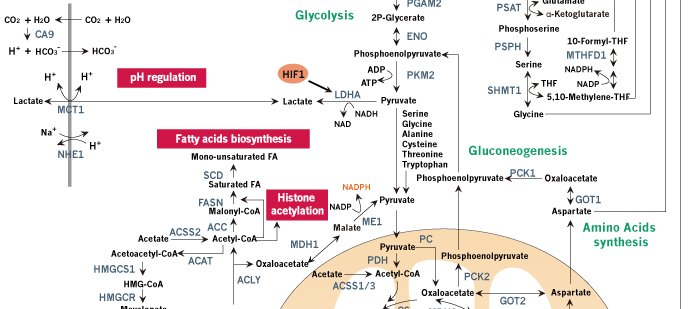 Human-Cancer-Metabolism---4_02000