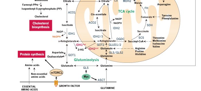 Human-Cancer-Metabolism---4_03000