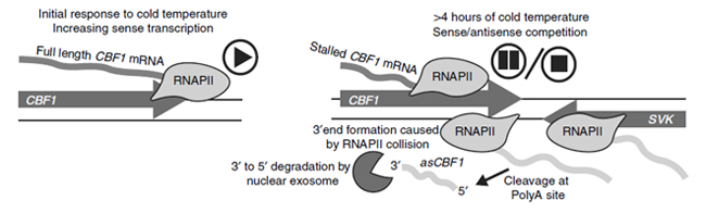 Modulate_Gene_Transcription-11