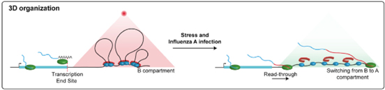 Modulate_Gene_Transcription-31