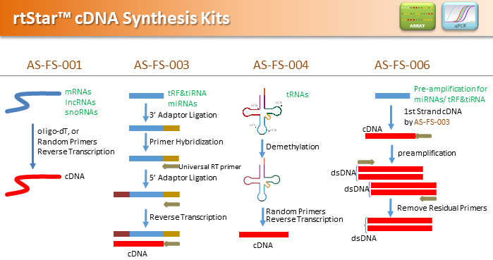 cDNA_synthesis1