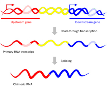 chimera_RNAs_and_circular_RNAs-11