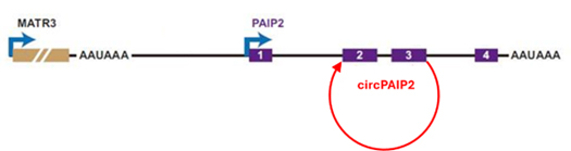 chimera_RNAs_and_circular_RNAs-41