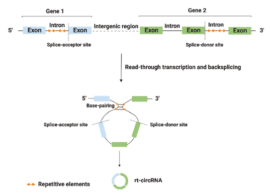 chimera_RNAs_and_circular_RNAs-51
