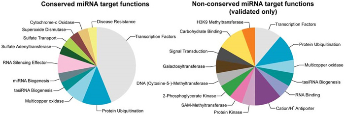 conserved_miRNA.jpg