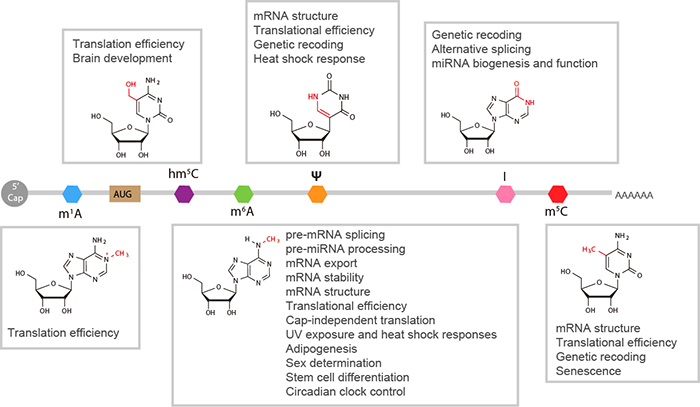 mRNA_modifications_and_proteins-1