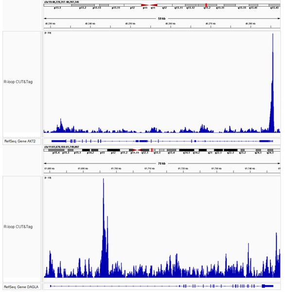 R-loop_cut_tag_service-3